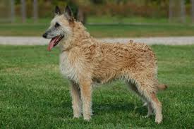 El pastor Belga Laekenois, son perros alegres, divertidos, cariñosos y muy juguetones. Son mascotas muy activas.